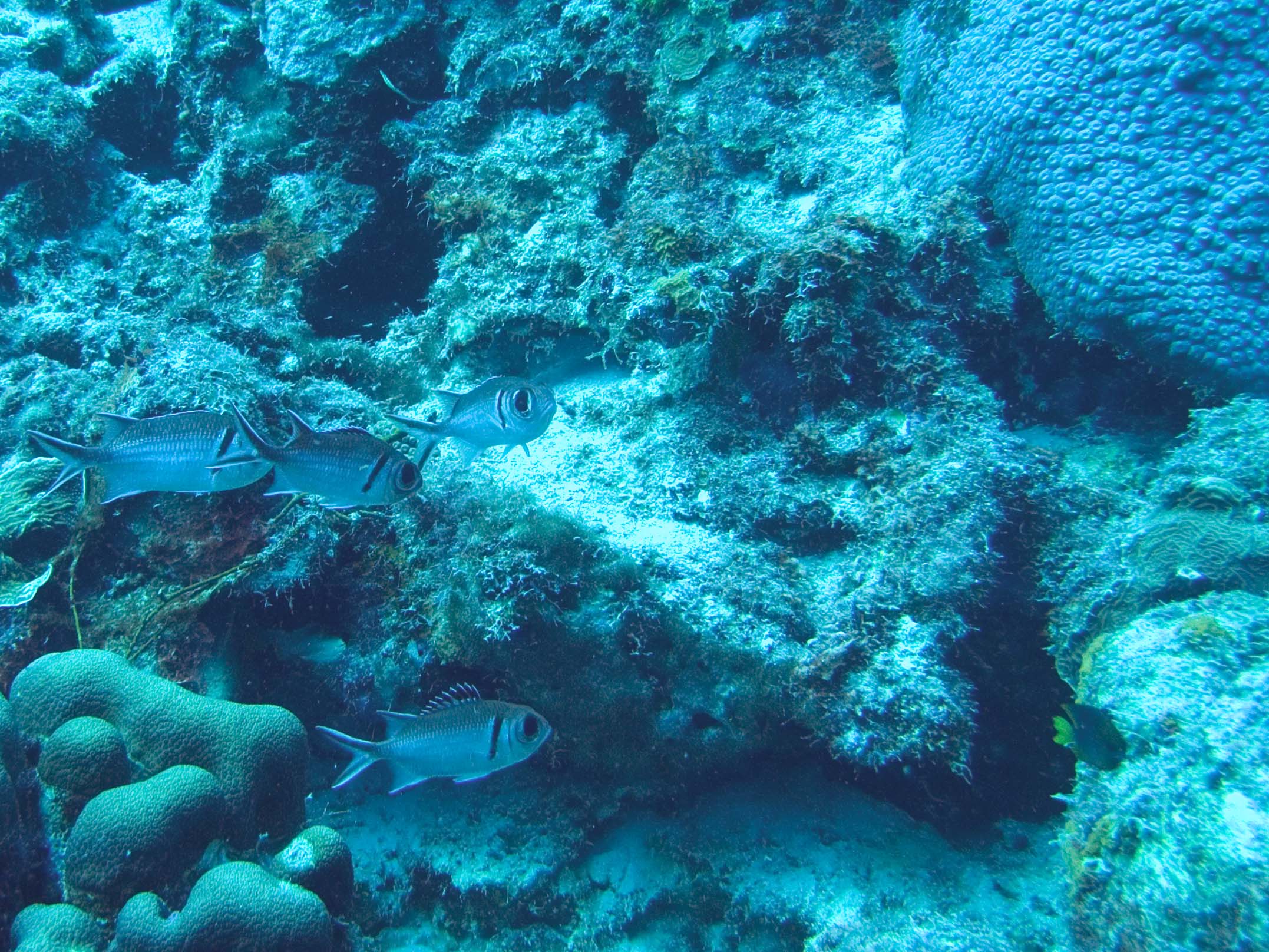 gal/Bonaire 2006/SquirrelFishCropped5x3.jpg